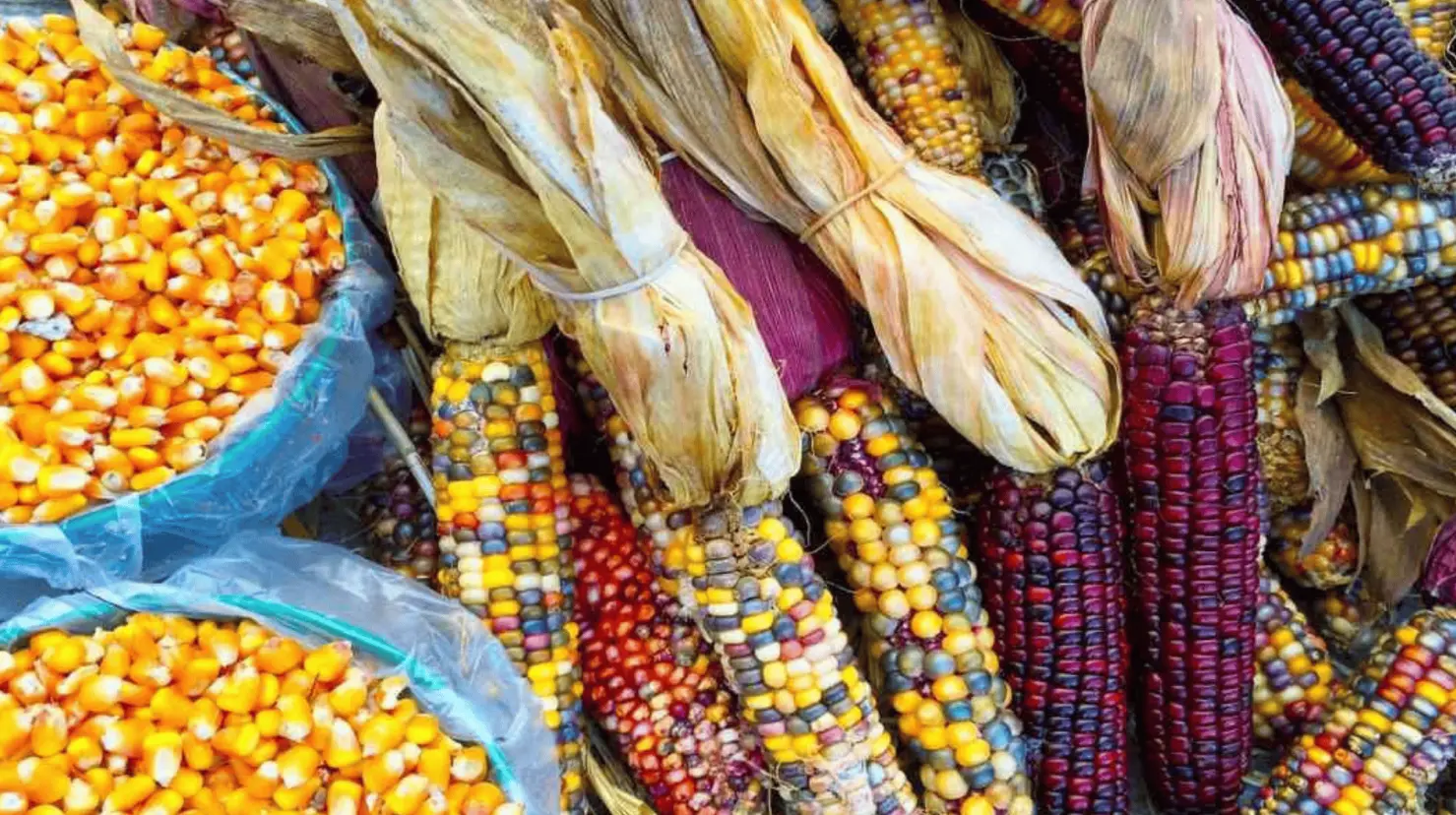 El gobierno federal insistió en que las restricciones impuestas al maíz transgénico buscan salvaguardar la seguridad alimentaria.