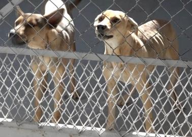 Sobrepoblación canina sigue siendo un problema en Navojoa