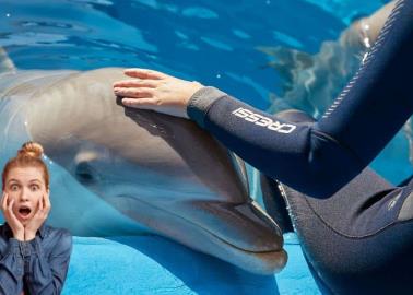 Conoce la playa de Colima donde puedes nadar con delfines