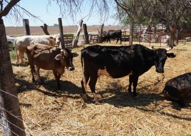 Esperan reanudar exportación de ganado sonorense