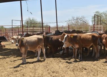 Estadounidenses rechazan ganado Cebú: JAAS