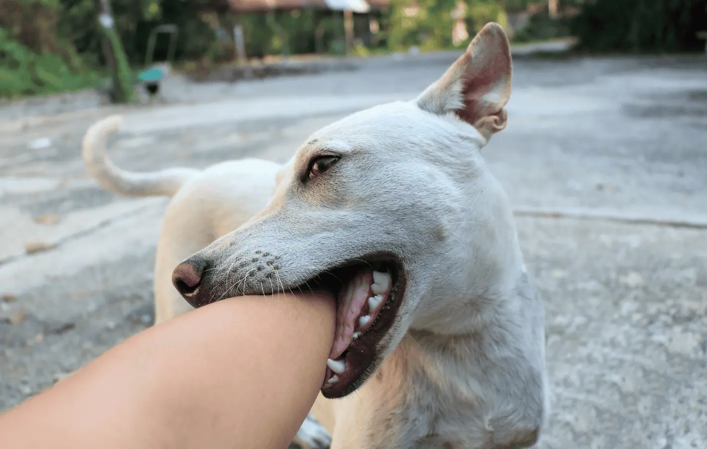 La rabia y otras enfermedades bacterianas pueden ser transmitidas por una mordedura de perro.