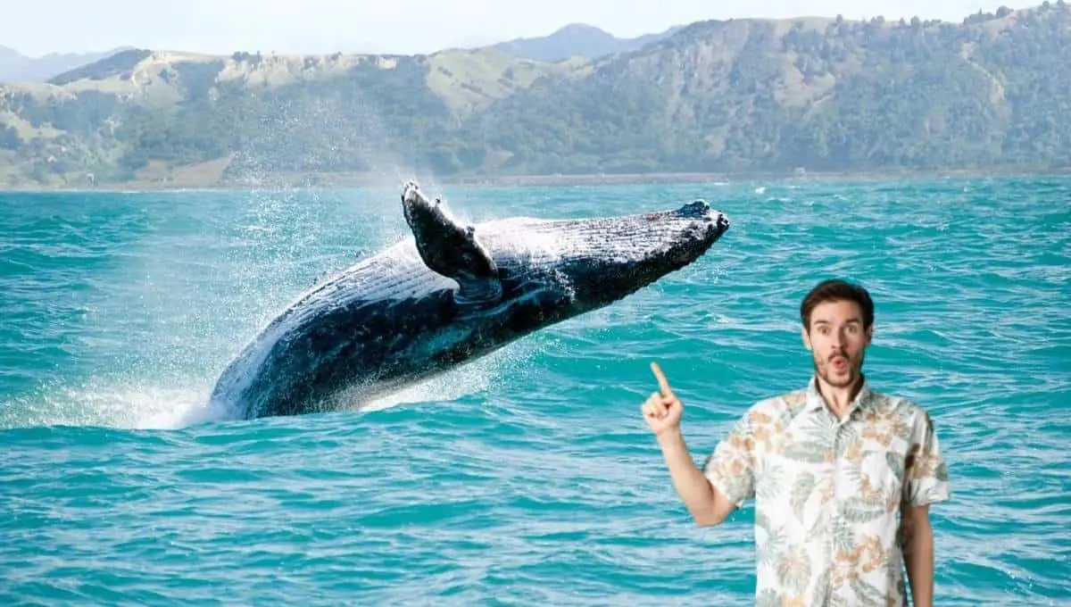 Conoce las especies de ballenas que visitan las costas de Baja California Sur. Foto: Original