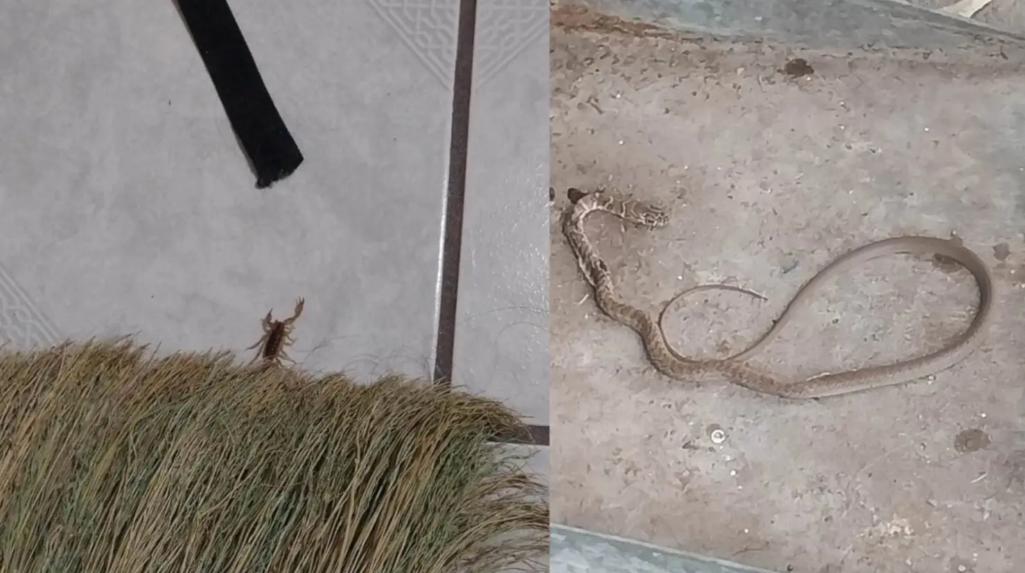 Animales invaden viviendas de Casa Blanca en Cajeme
