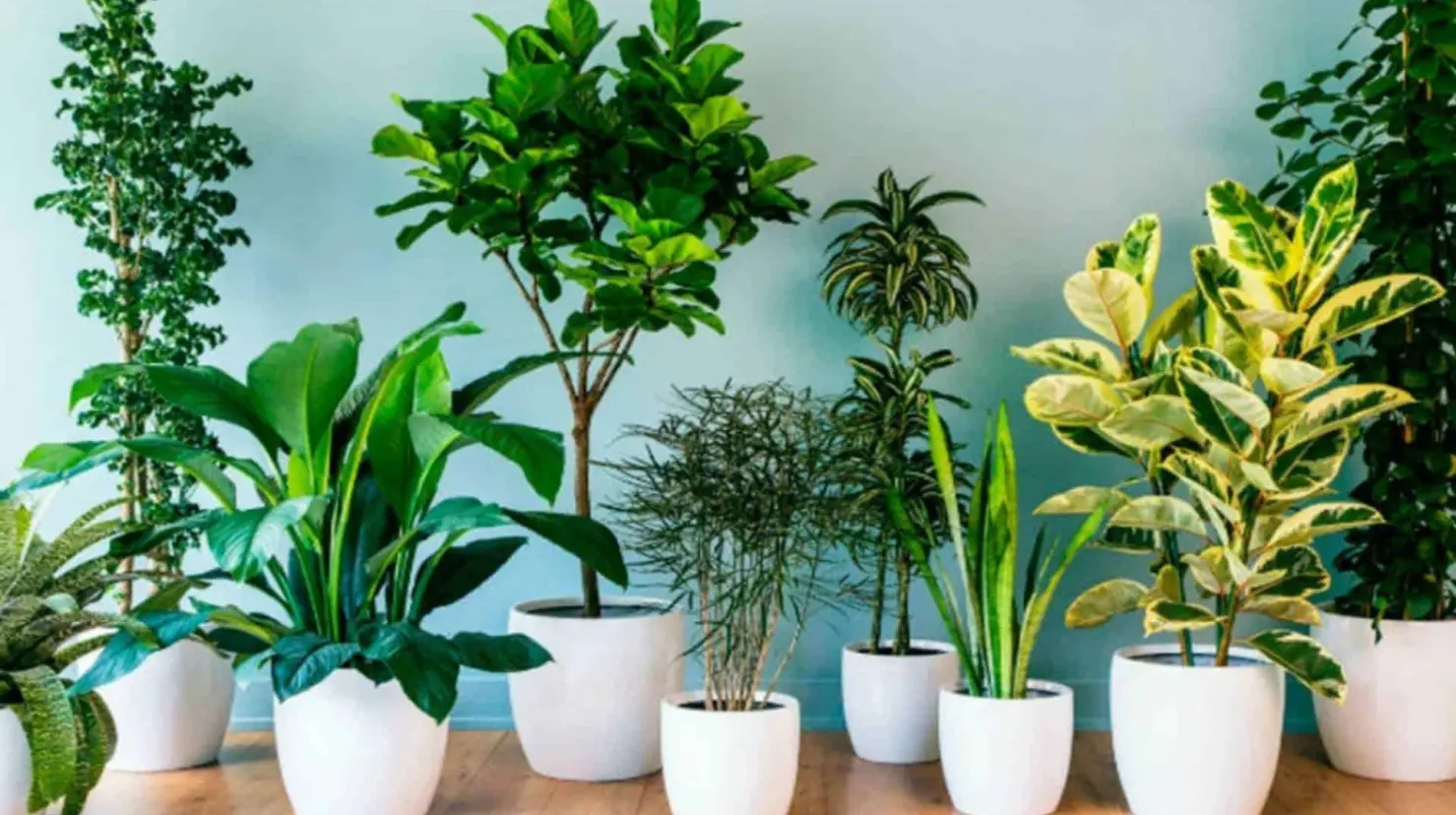 3 plantas que sirven para alejar las malas vibras, según la inteligencia artificial