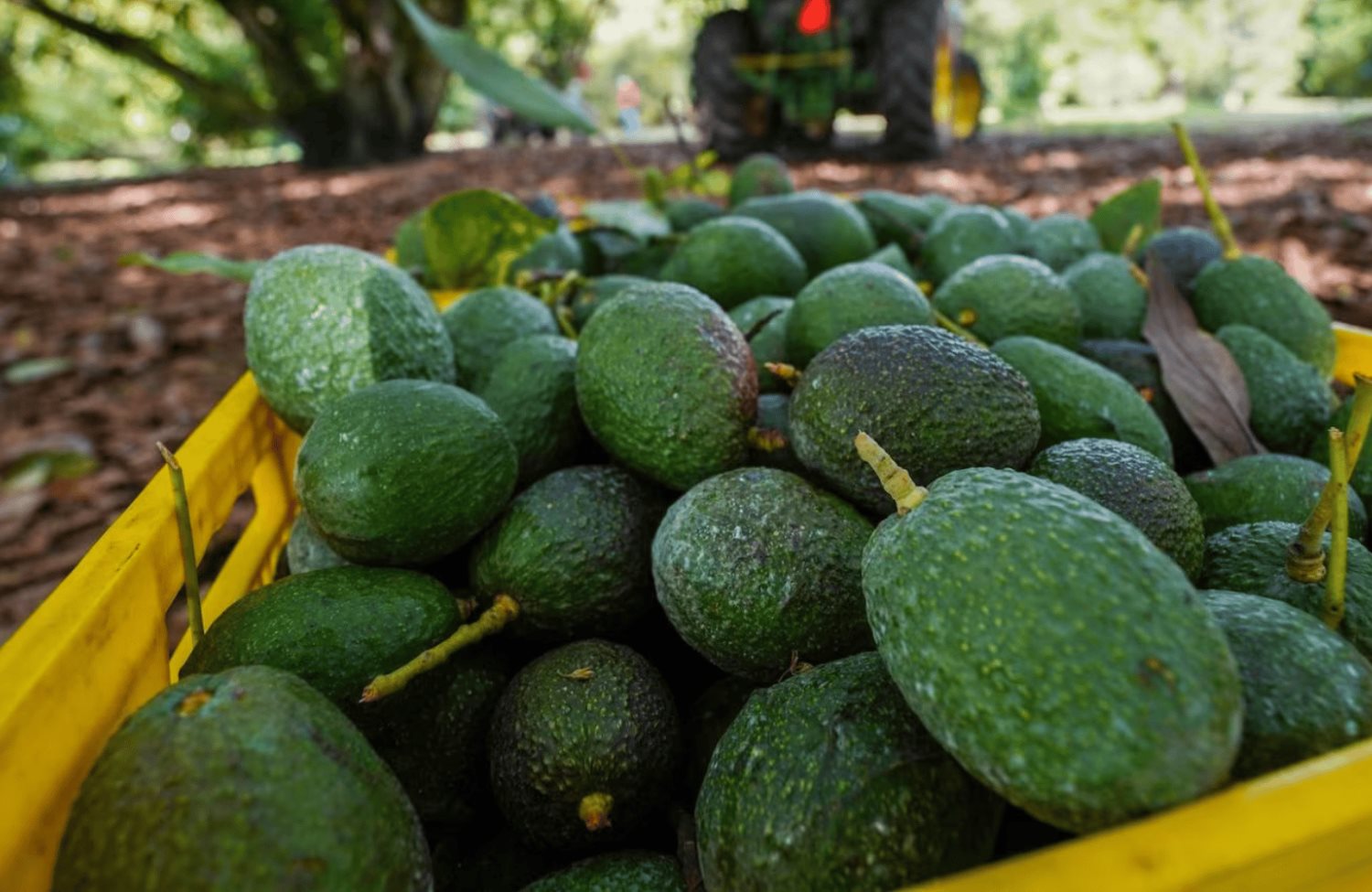 Productores de aguacate buscan nuevos mercados ante entrada de aranceles