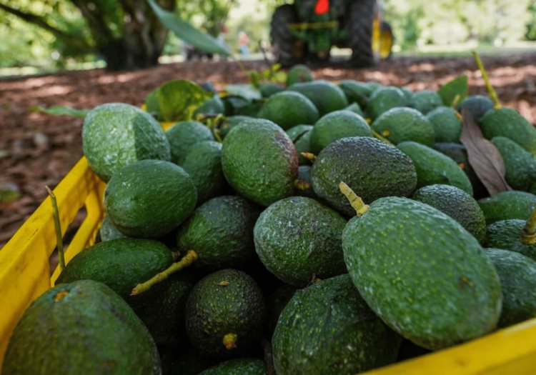 Productores de aguacate buscan nuevos mercados ante entrada de aranceles