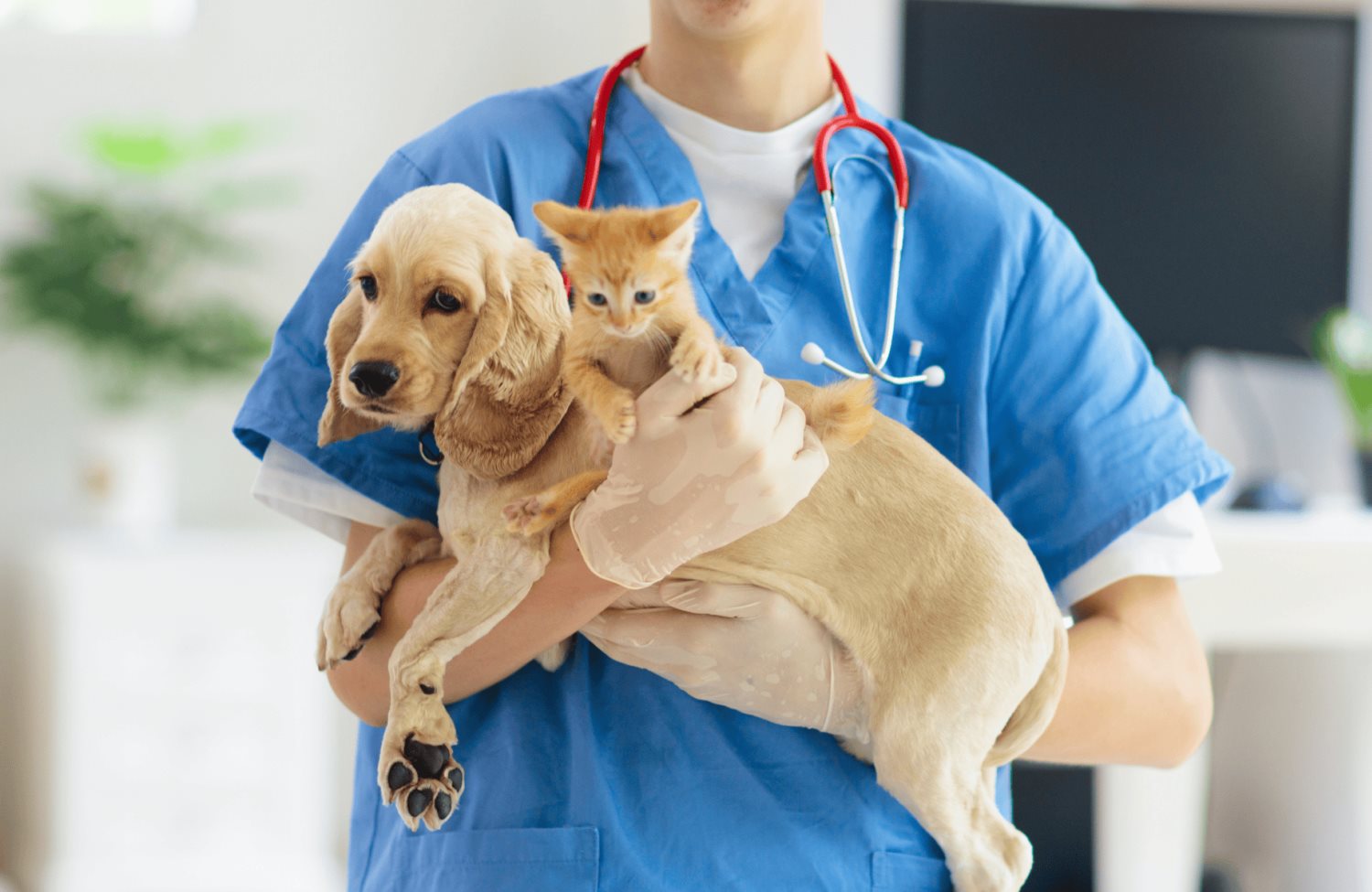 UNAM: Esterilización de perros y gatos es un beneficio para los dueños y la sociedad