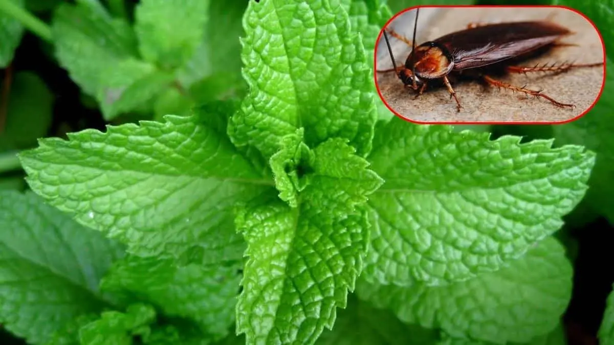 Plantas que te pueden ayudar a alejar cucarachas