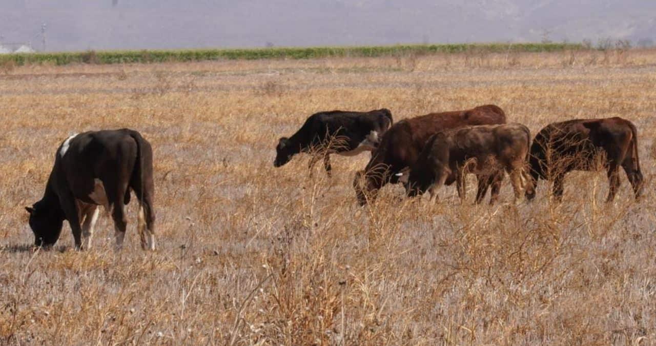 Ganado vago del Valle del Yaqui pastorea en terrenos agrícolas, ante falta de alimentos