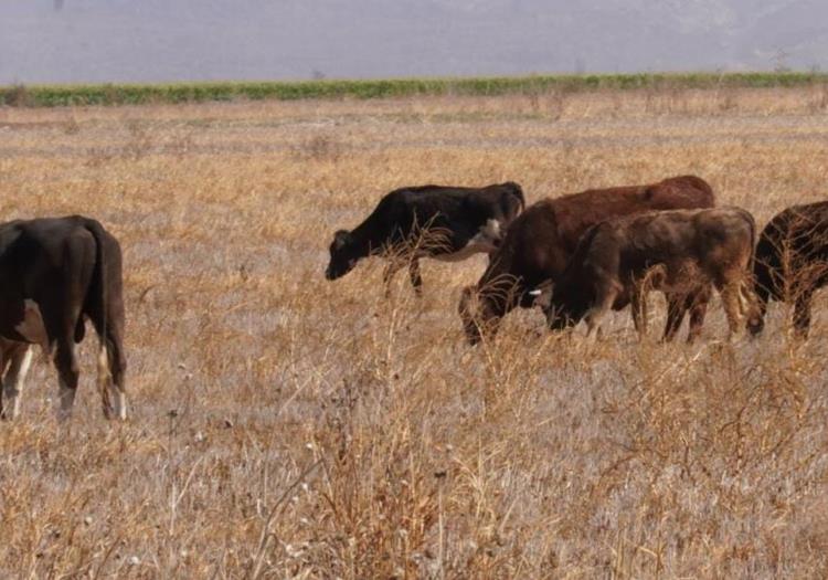 Ganado vago del Valle del Yaqui pastorea en terrenos agrícolas