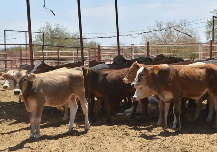 Abren frontera para exportación de ganado a Estados Unidos