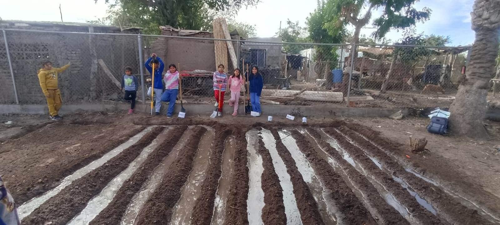 En Cócorit cosechan sus propios alimentos