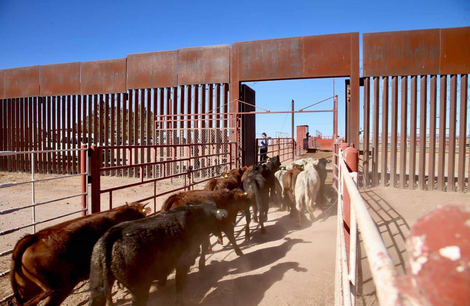 En Sonora, 10 mil cabezas de ganado están listas para su exportación a EU