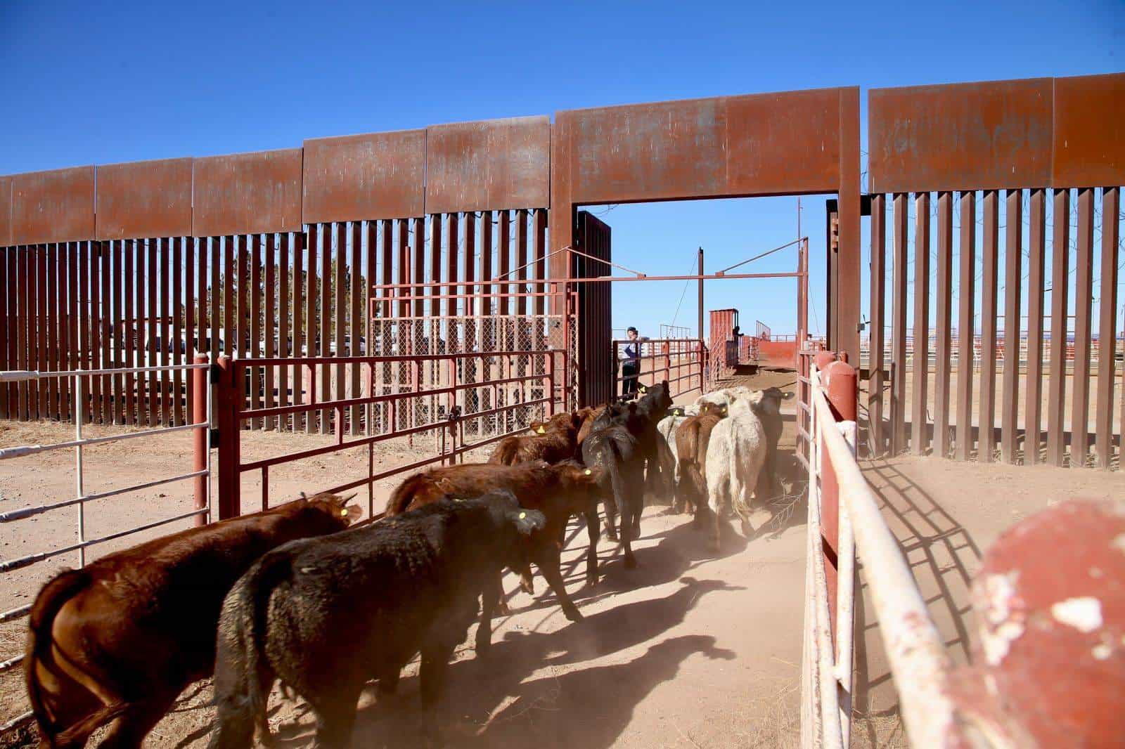 En Sonora, 10 mil cabezas de ganado están listas para su exportación a EU