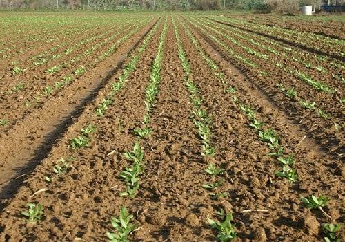 ¡Atención productores del Valle del Yaqui! Esta es la fecha límite para permisos de siembra