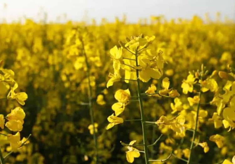 Valle del Yaqui ante la sequía: Apuestan por cártamo, canola, garbanzo y frijol