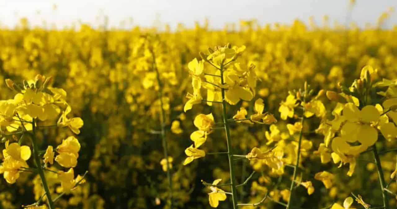 Valle del Yaqui ante la sequía: Apuestan por cártamo, canola, garbanzo y frijol