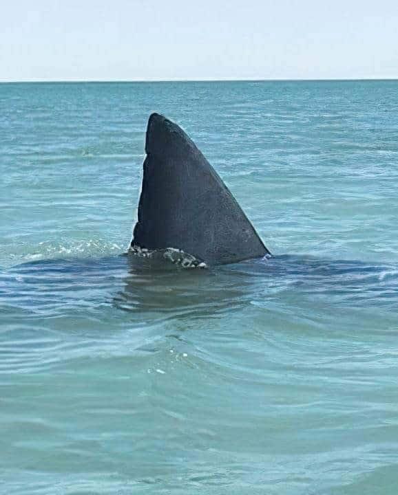 Gran tiburón blanco atemoriza a pescadores del Sur de Sonora