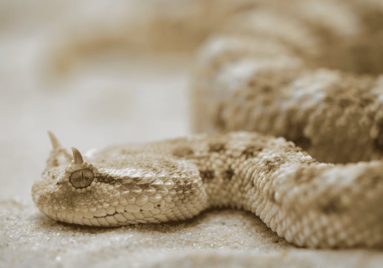 Científica mexicana desarrolla innovador antídoto contra veneno de serpiente