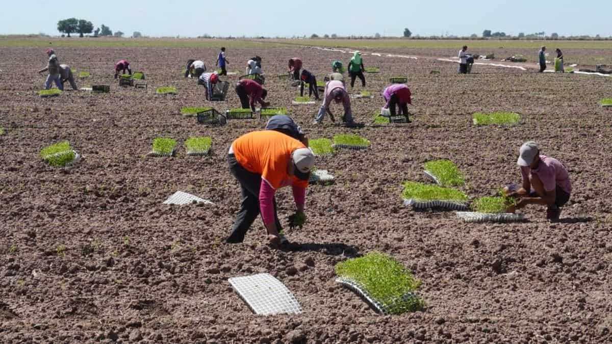 Productores del VY urgen apoyos para jornaleros