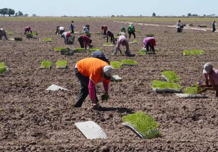 Productores del VY urgen apoyos para jornaleros