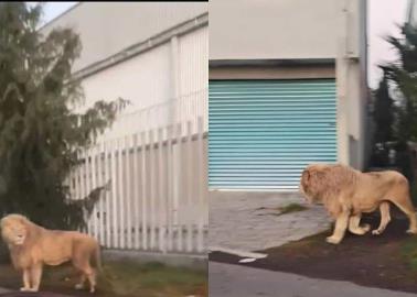 León suelto en las calles de Edomex; usuarios reportaron ver al felino | VIDEO