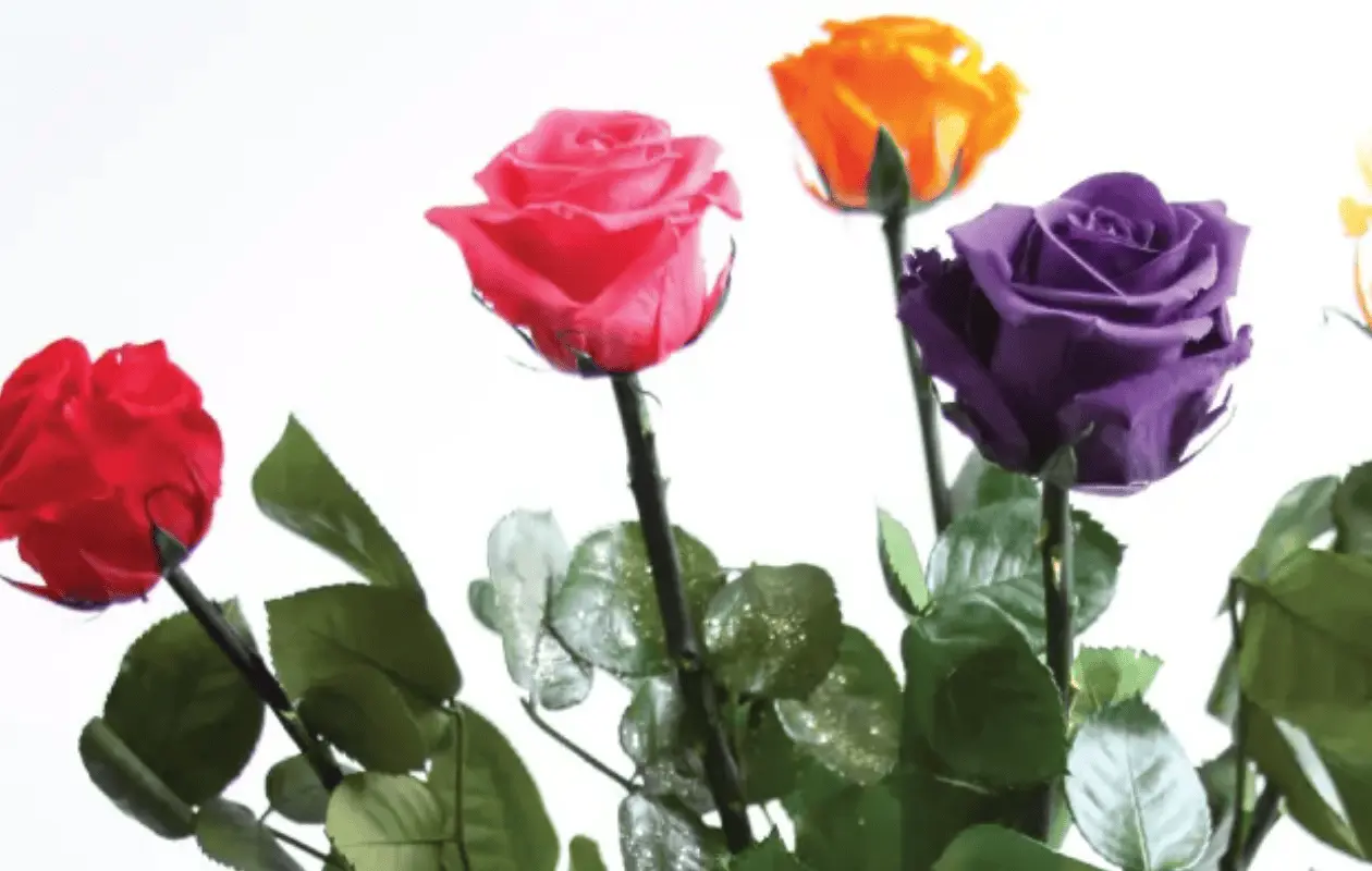 Conoce lo que significa cada color y evita hacer un regalo inadecuado.