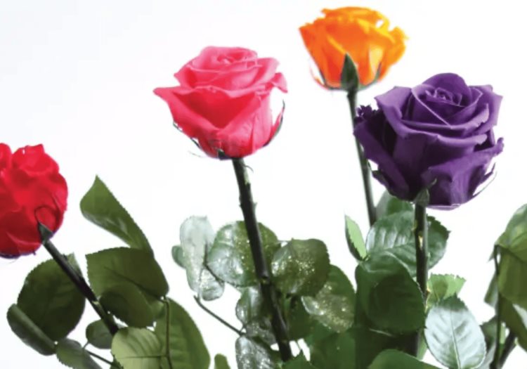 Regalos para el 14 de Febrero: ¿Qué significa cada color de rosa y cuáles no debes regalar?