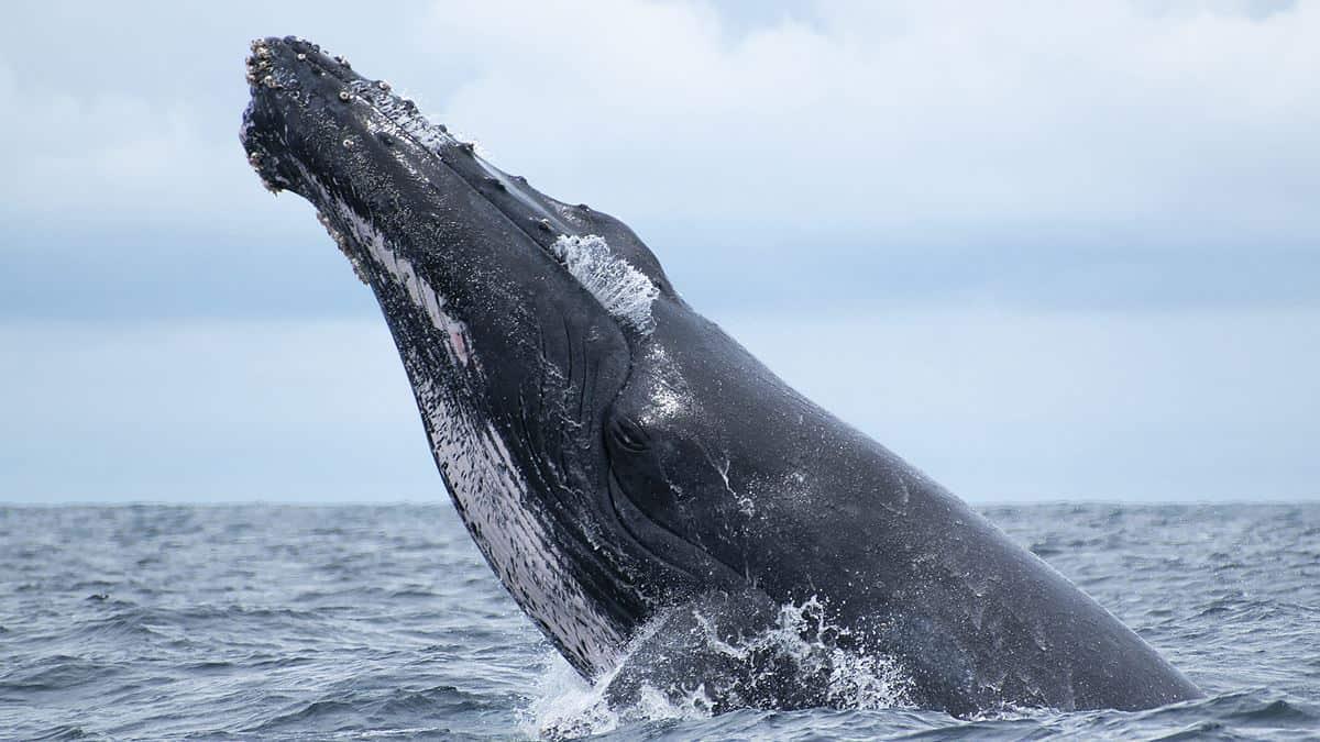 VIDEO | Impresionante cómo un joven en kayak fue tragado por una ballena