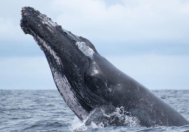 VIDEO | Impresionante cómo un joven en kayak fue tragado por una ballena