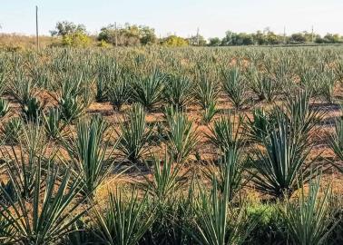 Bacanora, retoman tradición familiar