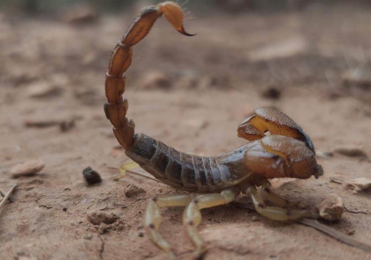 Reportan plaga de alacranes en Zacatecas ¿Cómo mantenerlos lejos de casa? | IA