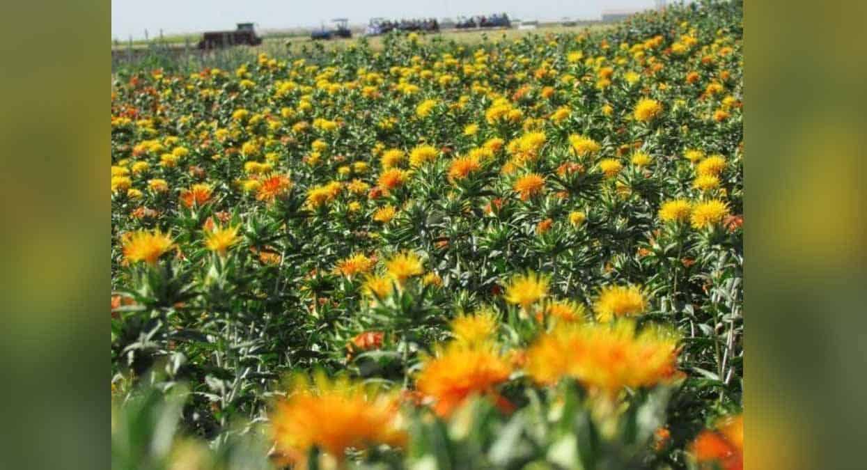 Mínima el área de cártamo en el Valle del Yaqui