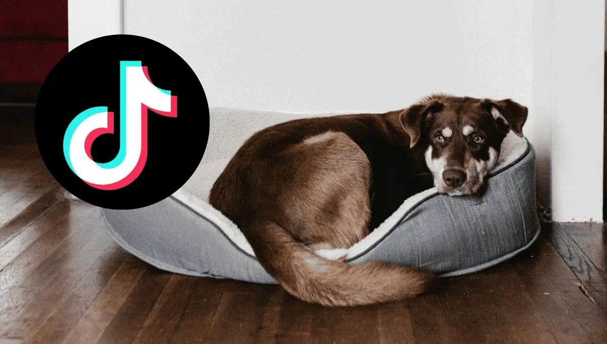 Fuente: Pexels/Andrew Neel, Instagram Tiktok