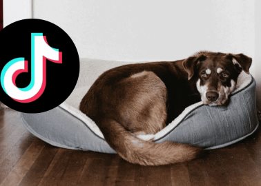 Tiktoker explica la manera correcta de entrar a una casa con perros protectores 