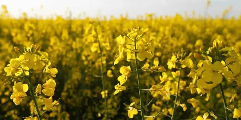 El Valle del Yaqui tiene potencial para siembra de canola