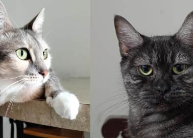 Día Internacional del Gato: ¿Por qué los michis se celebran tres veces al año?