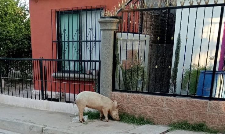 Hartos por presencia de cerdos en la Comisaría de Esperanza