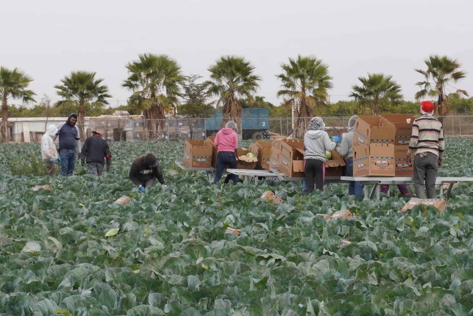 Productores del Valle del Yaqui y Mayo están preocupados por aplicación de aranceles