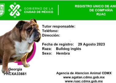 CURP para mascotas; conoce los requisitos para tramitar este documento obligatorio