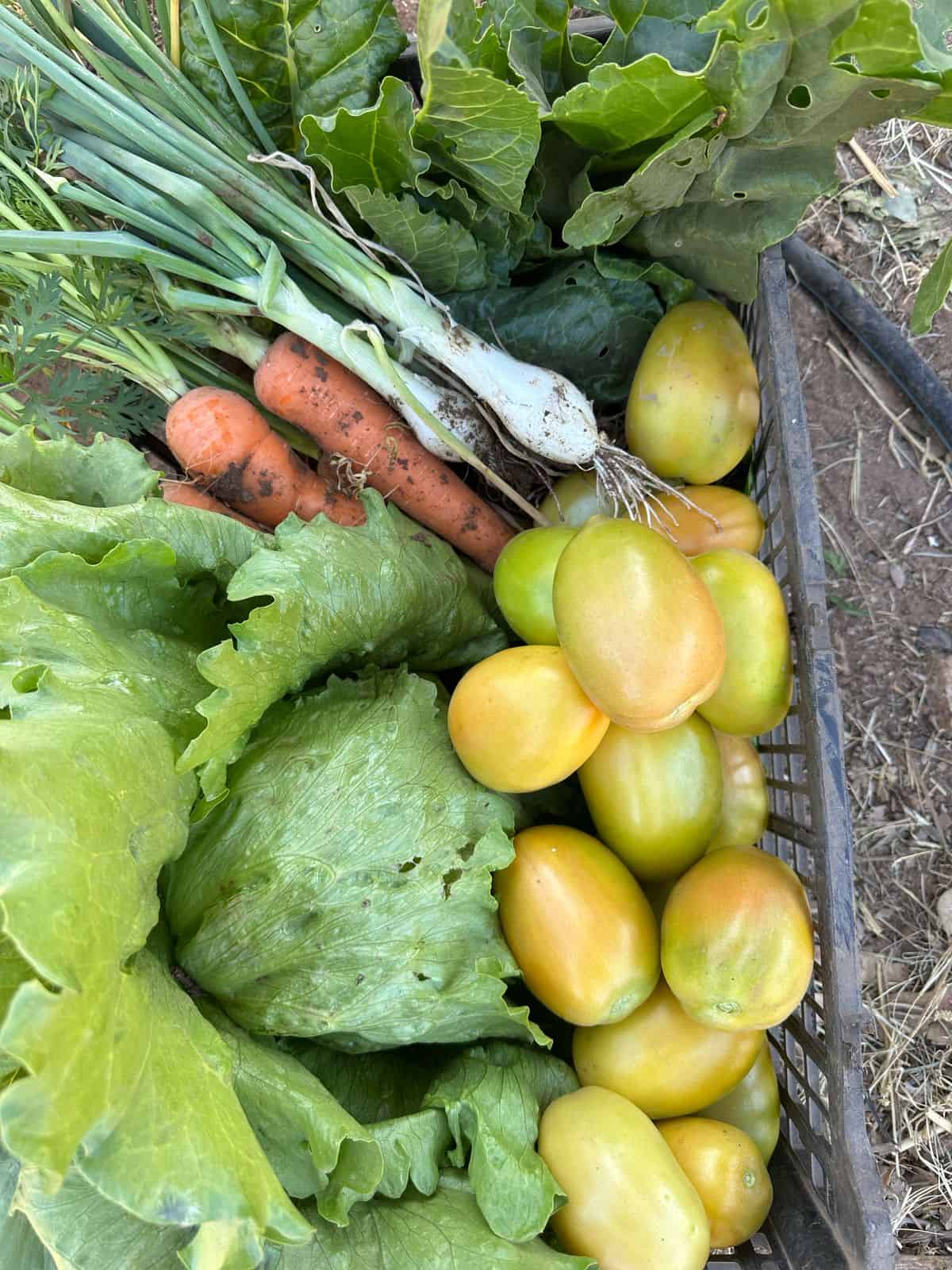 Invitan al Mercadito Orgánico en Ciudad Obregón