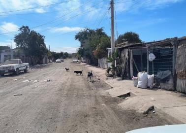 Residentes de la colonia Cajeme advierten incremento de perros callejeros