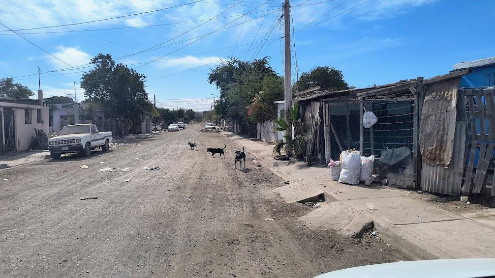 Residentes de la colonia Cajeme advierten incremento de perros callejeros