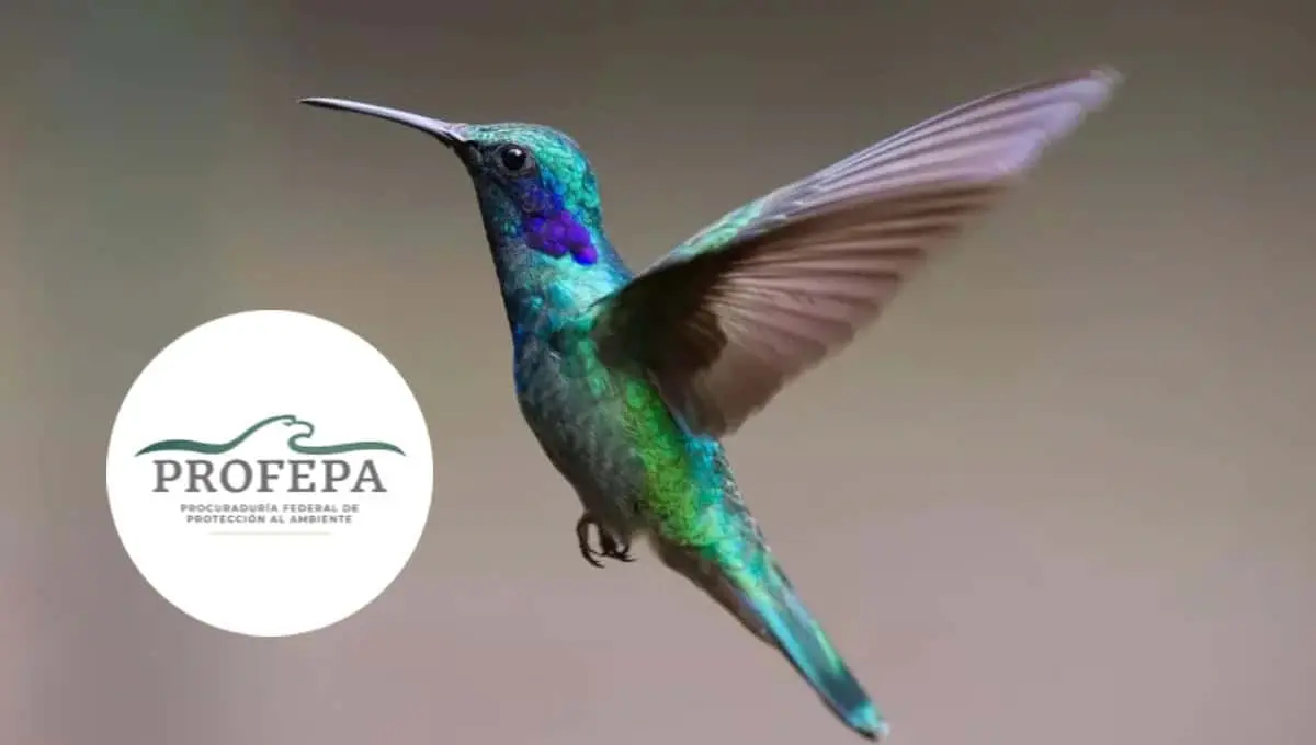 Hasta nueves años de prisión a quien maltrate o capture colibríes en México. Foto: Original