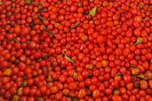 En el Valle del Yaqui le apuestan a la siembra de chiltepín