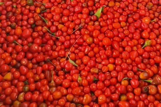 En el Valle del Yaqui le apuestan a la siembra de chiltepín