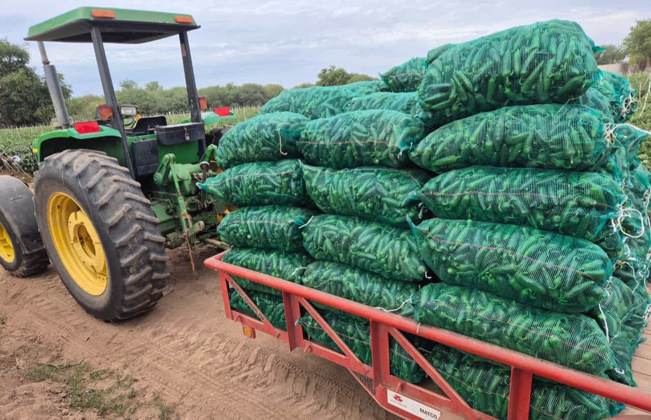 Avanza cosecha de hortalizas en el Valle del Mayo