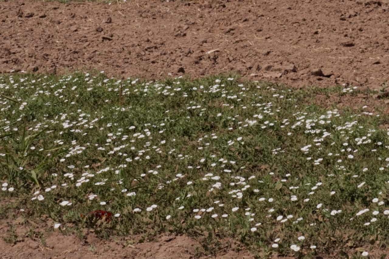 Prolifera correhuela en Valle del Yaqui