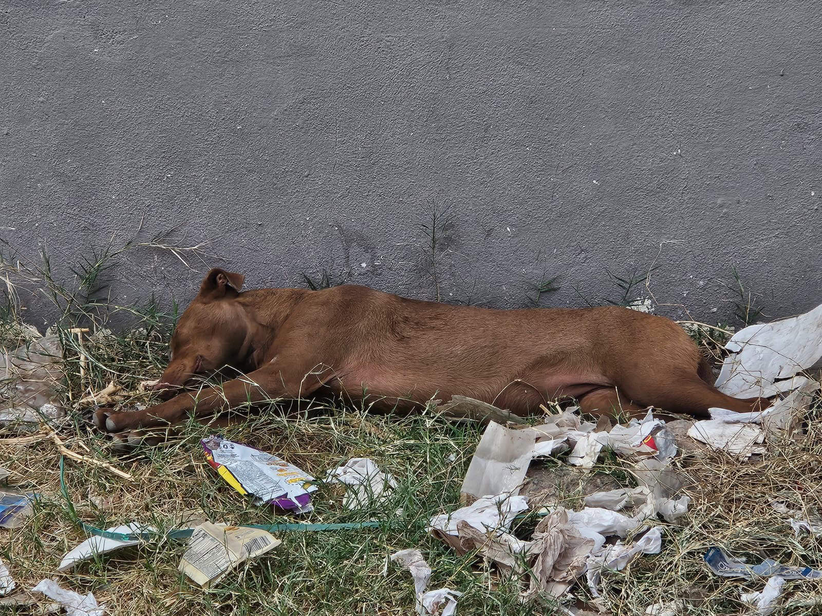 Siguen jaurías en calles de Cajeme: Ayuntamiento diseña nueva estrategia